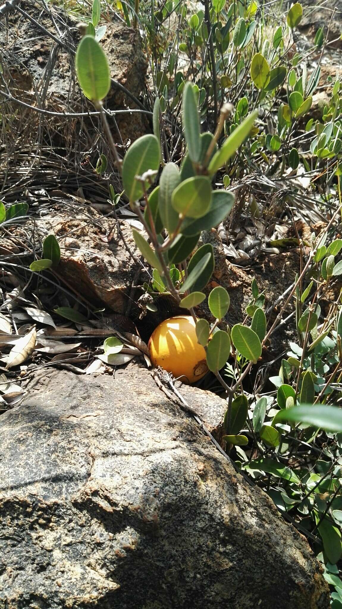 Image of Spiny-leaved monkey-orange