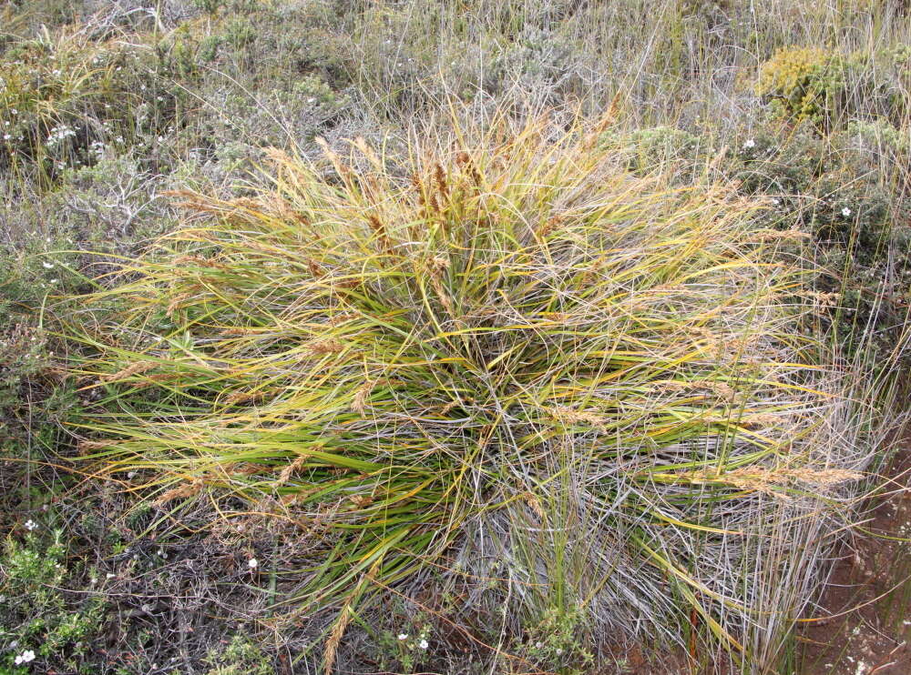 Morelotia affinis (Brongn.) S. T. Blake的圖片