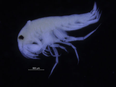 Image of Liljeborgia