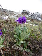 Plancia ëd Primula macrophylla D. Don