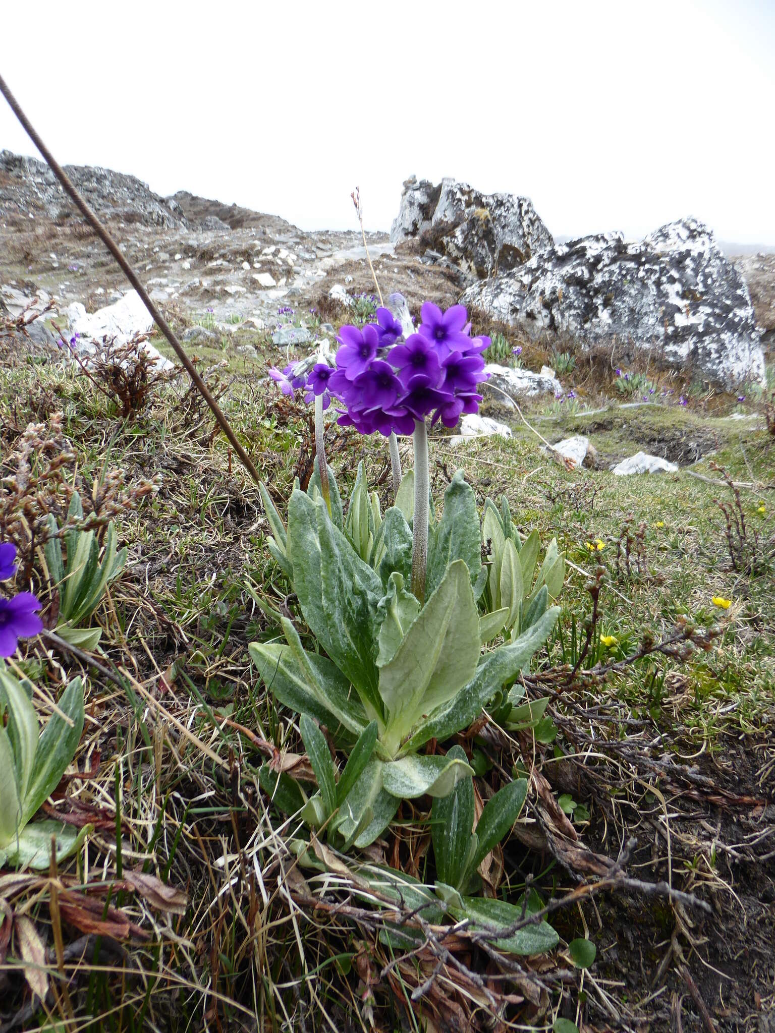 Plancia ëd Primula macrophylla D. Don