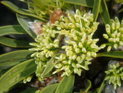 Imagem de Hakea eneabba Haegi