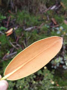 Image of Rhododendron campanulatum subsp. aeruginosum (Hook. fil.) D. F. Chamb.