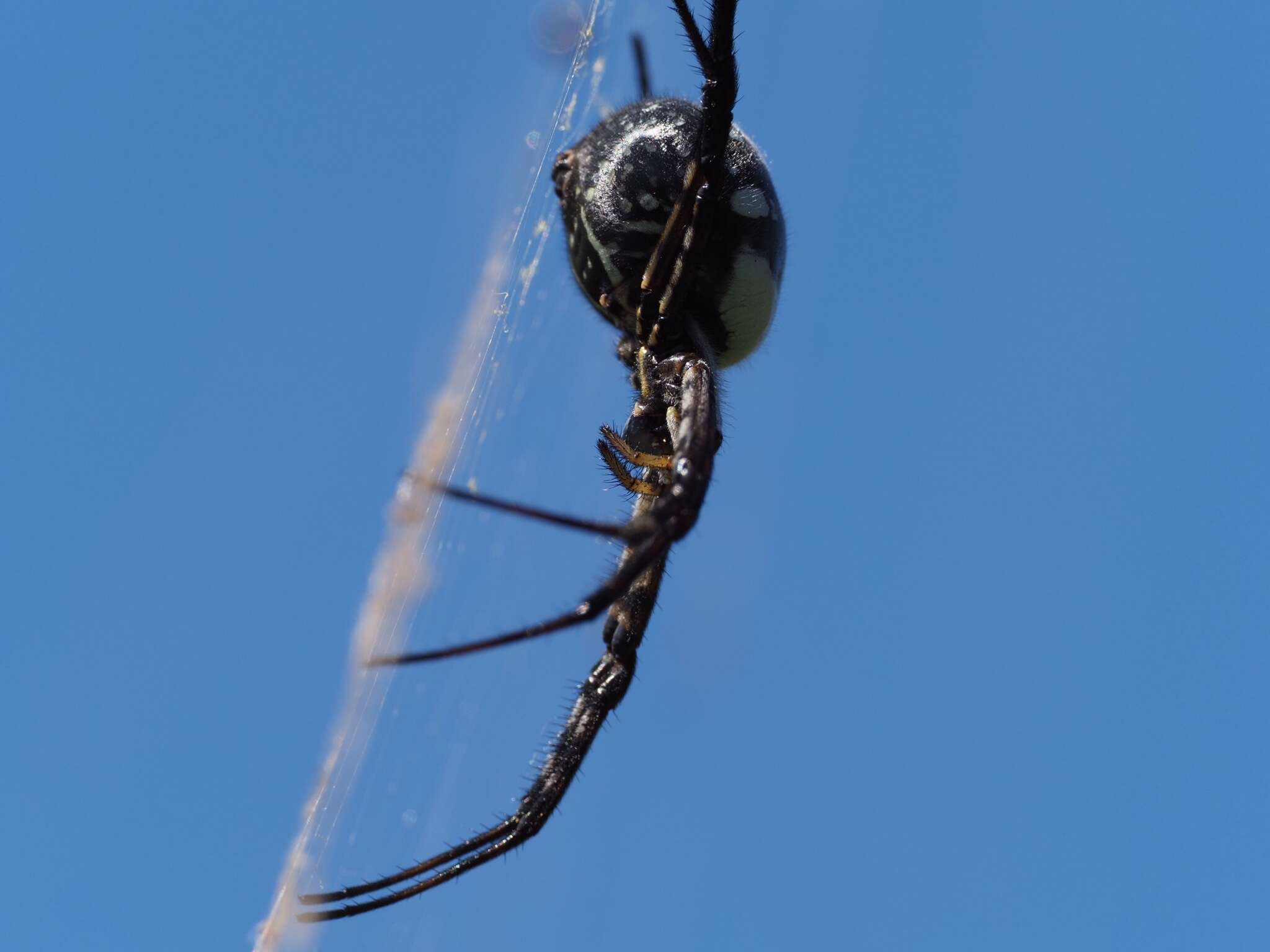 Imagem de Argiope trifasciata kauaiensis Simon 1900