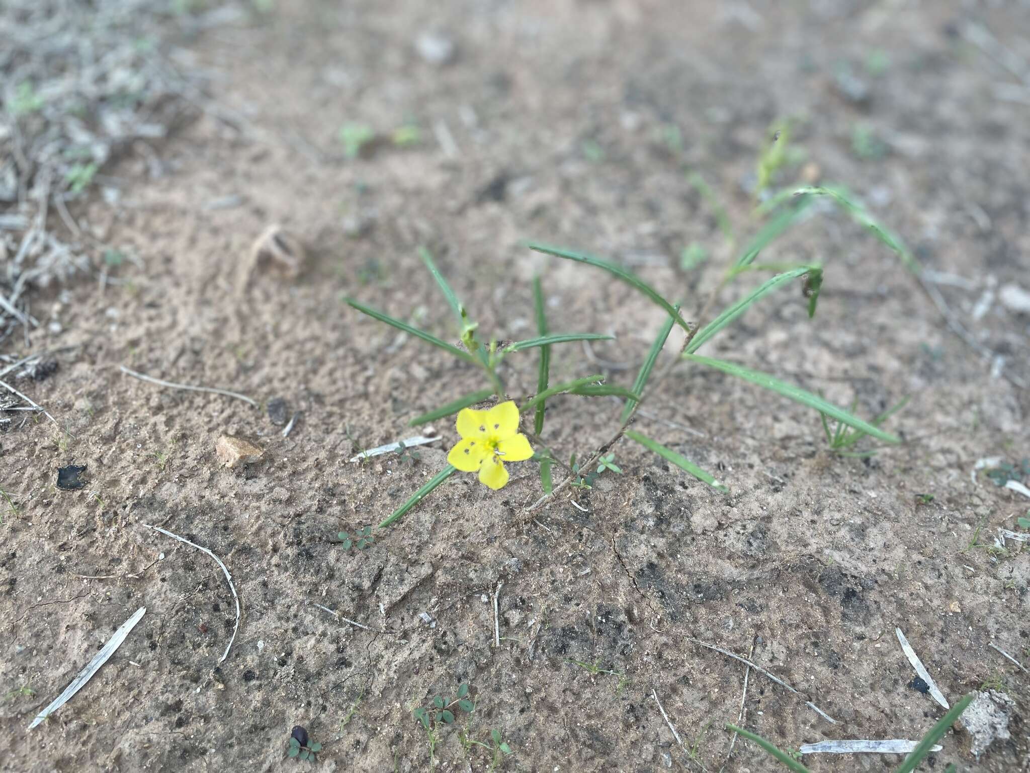 Image of Yellow Flameflower