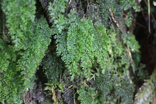 Image of Hymenophyllum inaequale (Poir.) Desv.