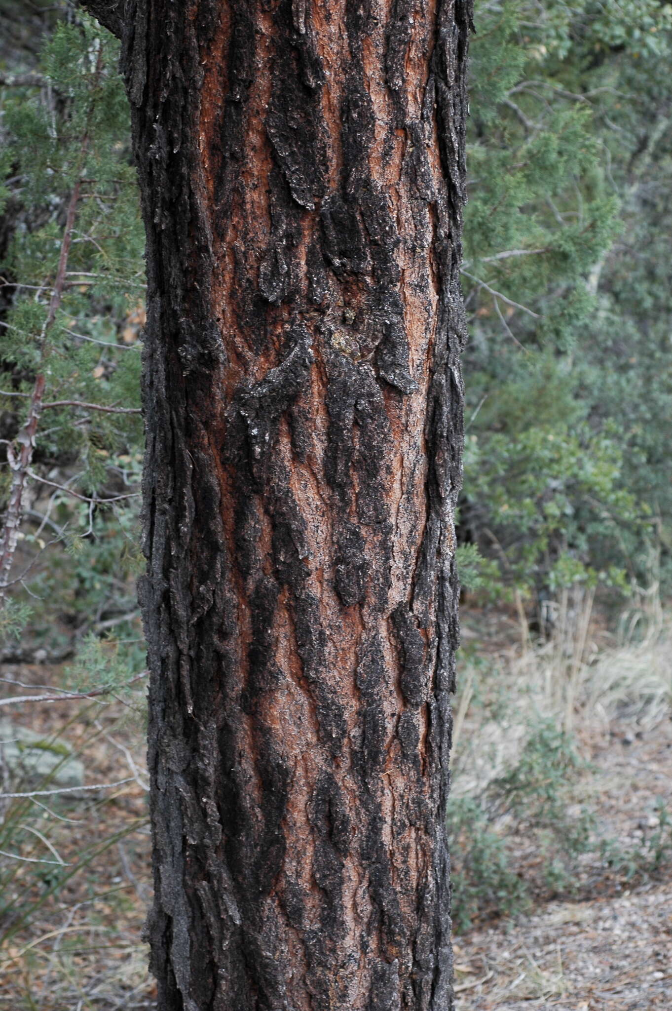 Image of Pinus leiophylla var. chihuahuana (Engelm.) Shaw