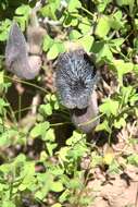 Image of Aristolochia cretica Lam.