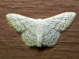 صورة Idaea tacturata (Walker 1861)