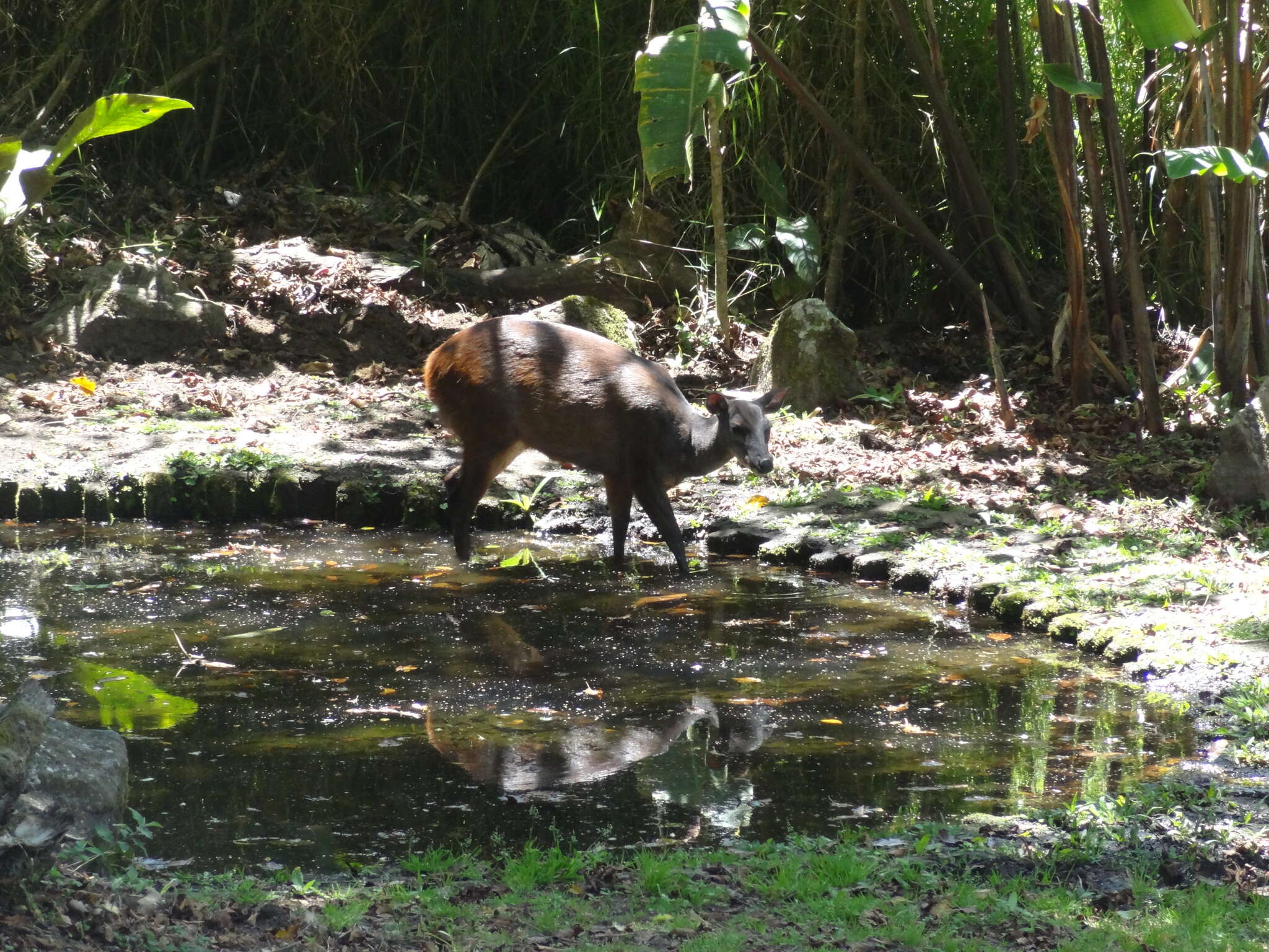 Image of Central American Red Brocket Deer