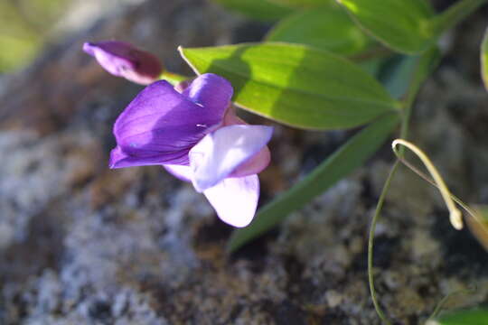 Image of Lathyrus subandinus Phil.