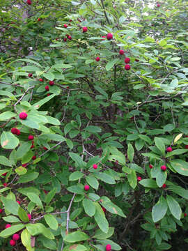 صورة Ilex mucronata (L.) M. Powell, V. Savolainen & S. Andrews