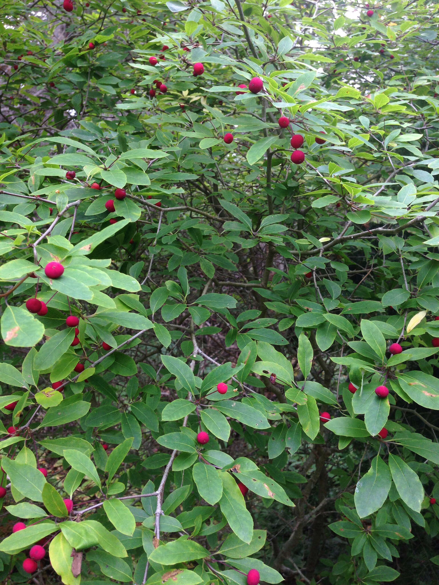 Sivun Ilex mucronata (L.) M. Powell, V. Savolainen & S. Andrews kuva