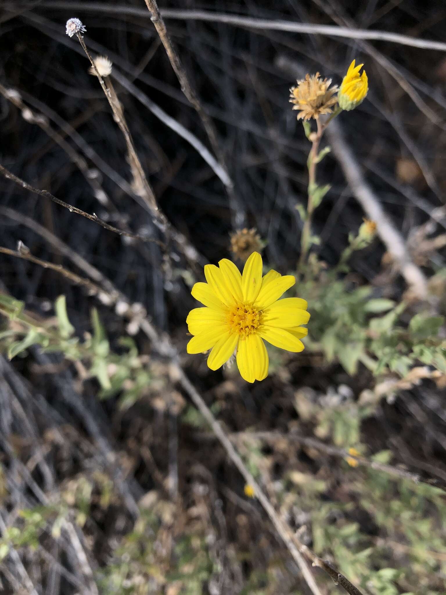 Image of Heterotheca excelsior G. L. Nesom