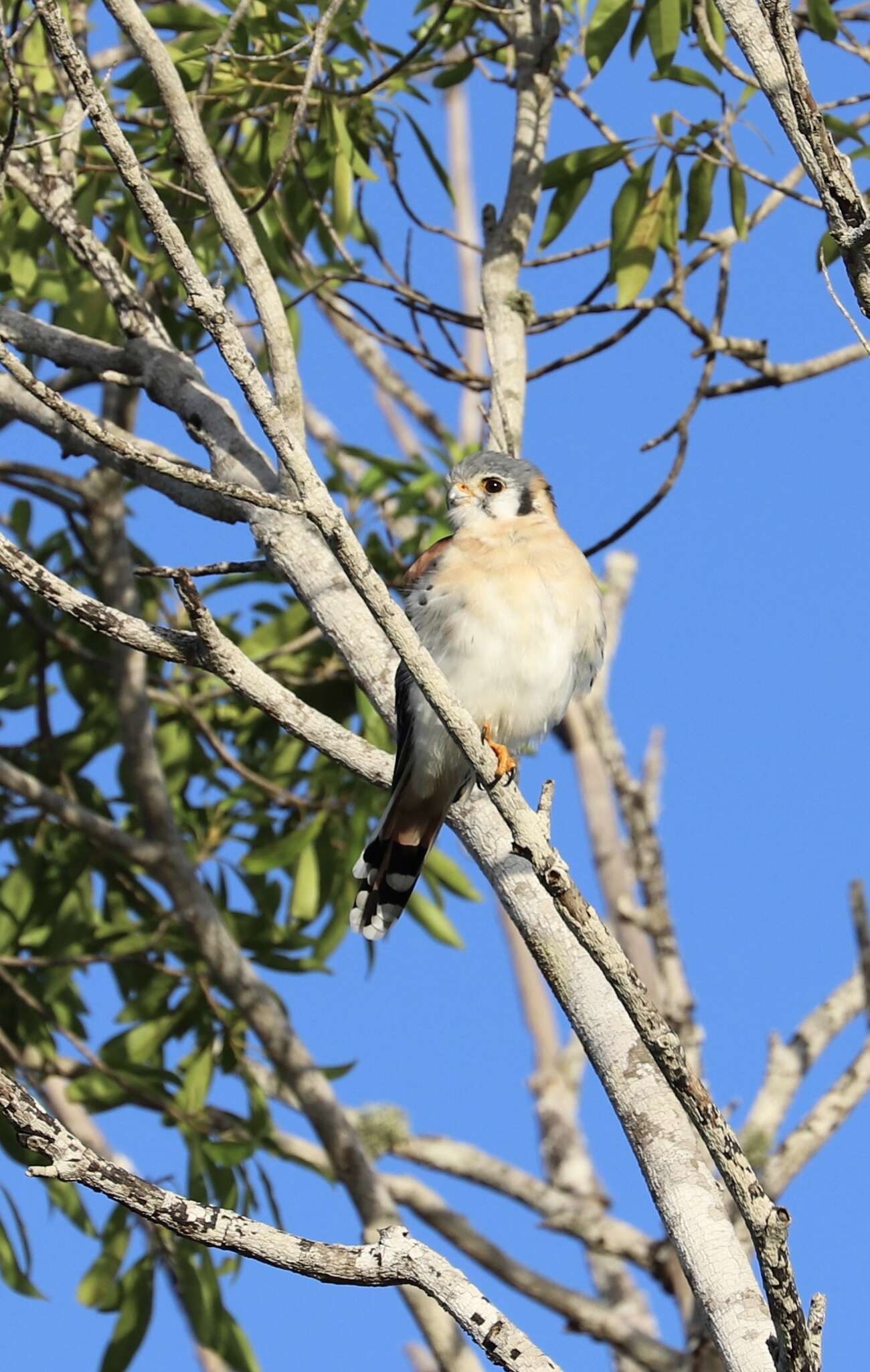 Image of Falco sparverius dominicensis Gmelin & JF 1788