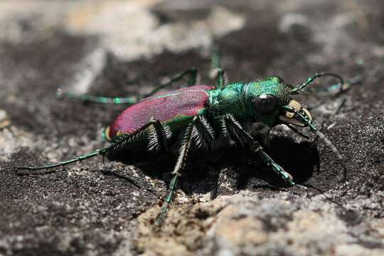 Imagem de Cicindela (Cicindela) splendida Hentz 1830