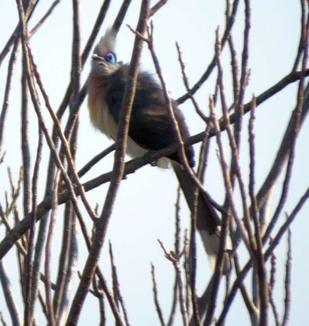 Image of Crested Coua