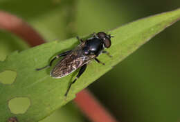 Image of Chalcosyrphus nemorum (Fabricius 1805)