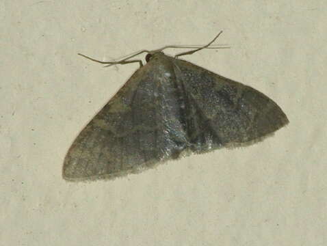 Image of Idaea coercita Lucas 1900