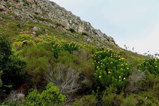 Image of Leucospermum conocarpodendron subsp. viridum Rourke