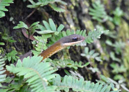 Image of South American Forest Racer