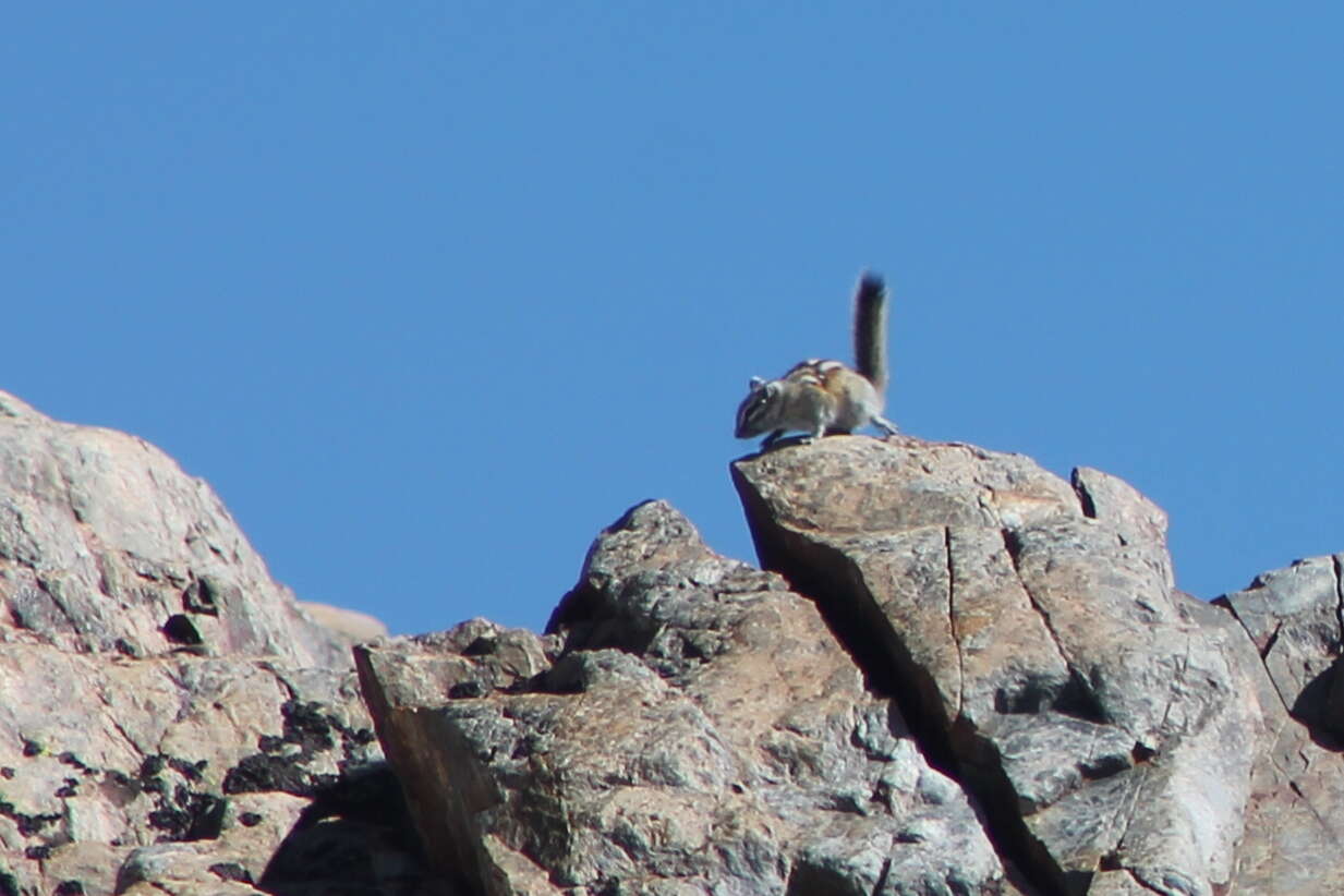 Image of Alpine Chipmunk