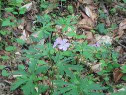 Image of spotted geranium