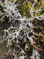 Image of Alpine soil foam lichen