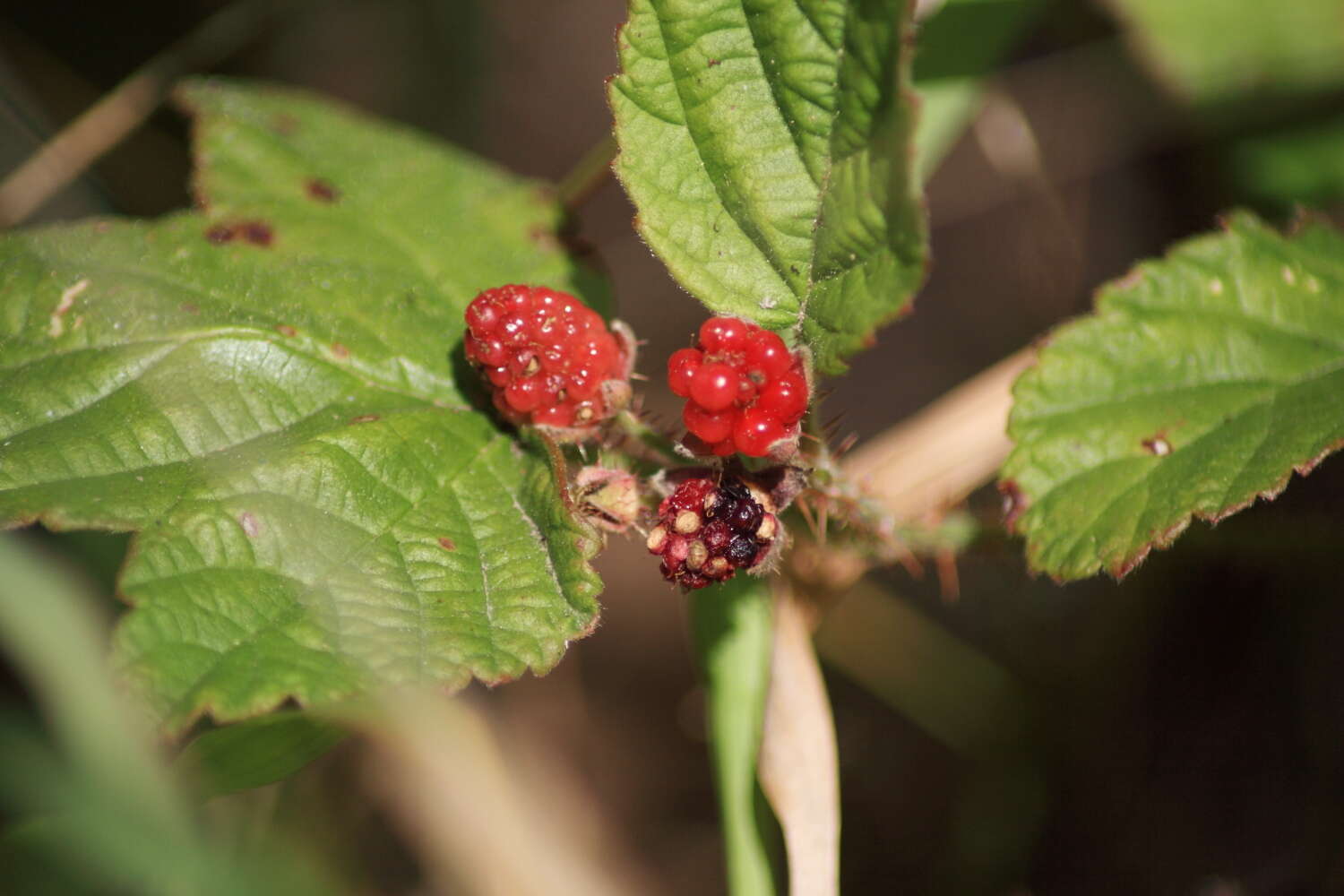 Слика од Rubus ursinus Cham. & Schltdl.