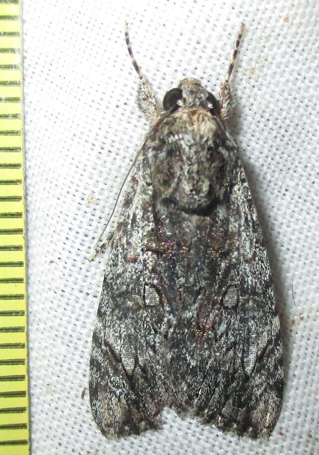 Слика од Ulotrichopus tinctipennis Hampson 1902