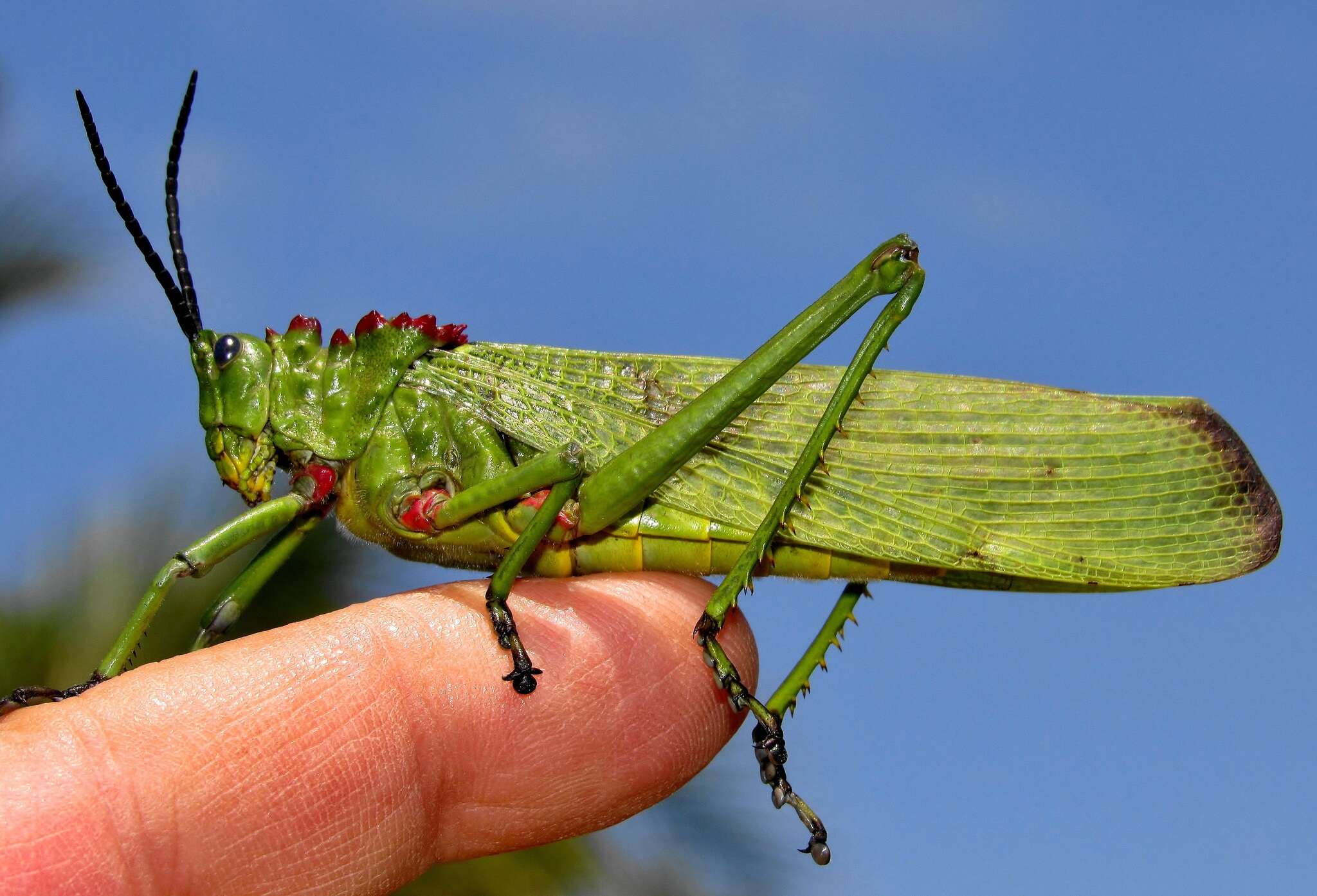 صورة Phymateus (Phymateus) viridipes Stål 1873