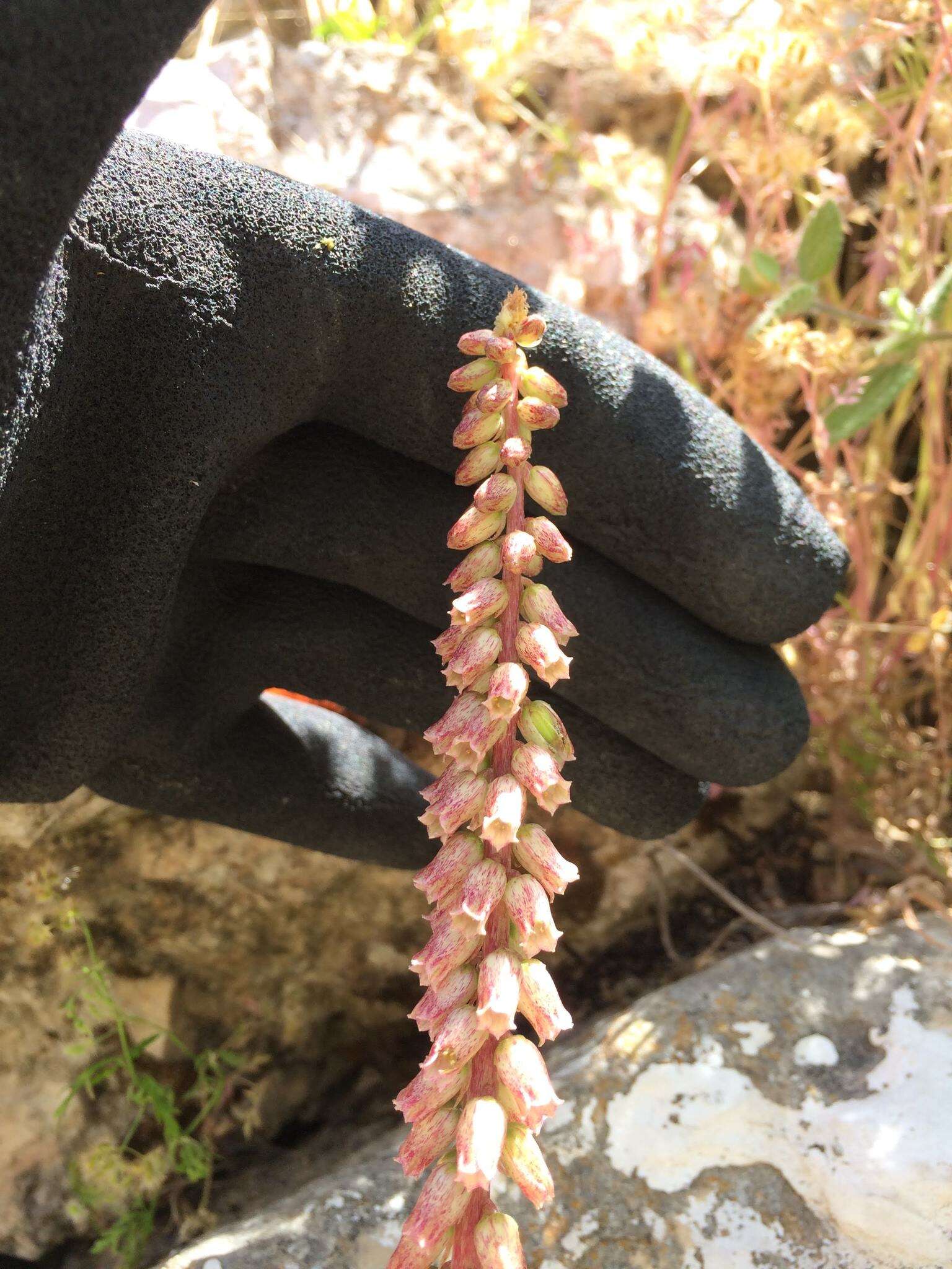 Image of Umbilicus horizontalis var. intermedius (Boiss.) Chamberlain