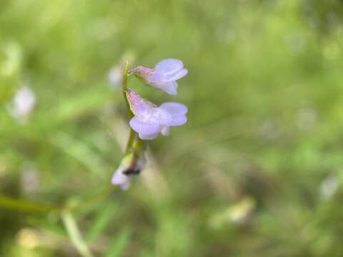 Imagem de Vicia disperma DC.