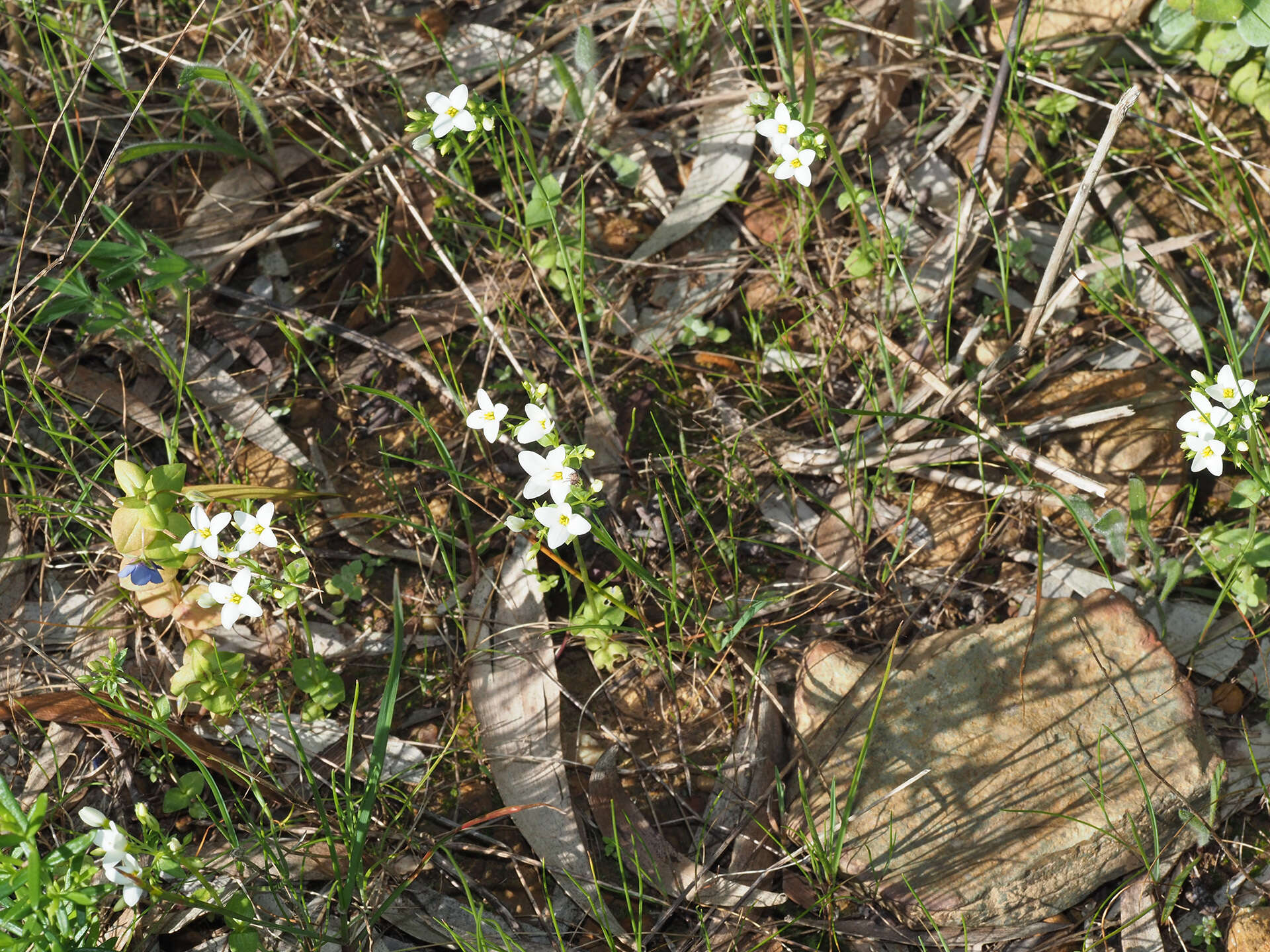 Image of Sebaea albens (L. fil.) Sm.