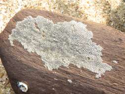 Image of an encrusting bryozoan