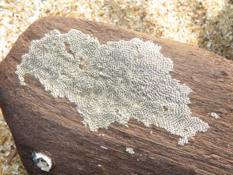 Image of an encrusting bryozoan