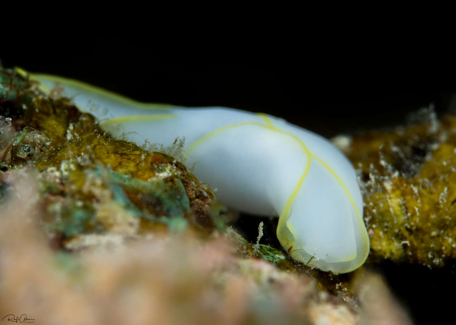 Image of Yellow edged transluscent slug