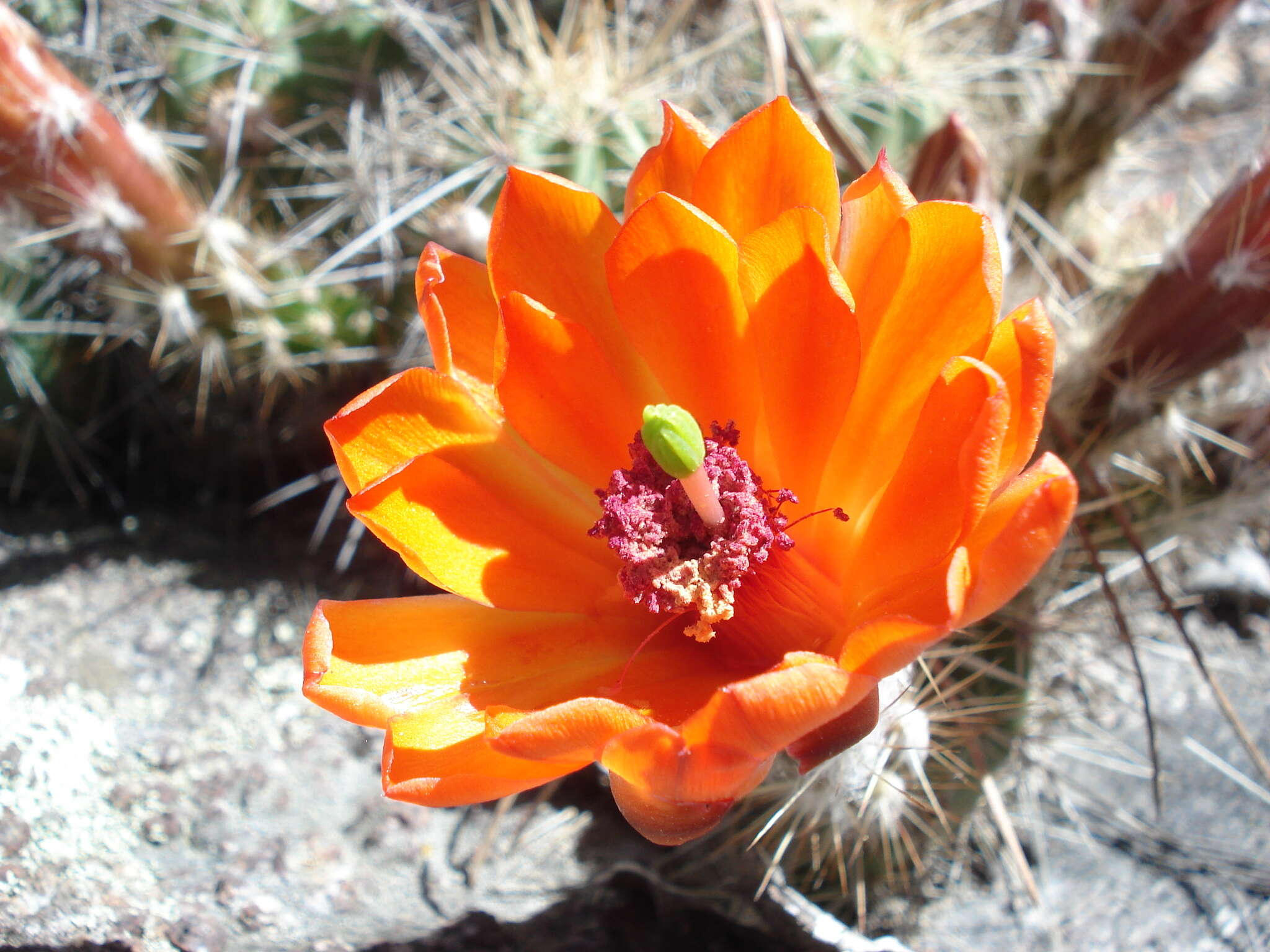 Image of Echinocereus salm-dyckianus Scheer