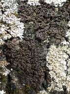 Collema nigrescens (Huds.) DC. resmi