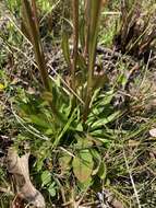 Image of Short-Leaf Sneezeweed