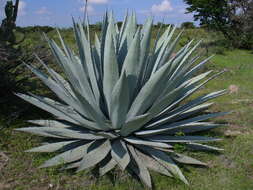 Agave applanata K. Koch resmi