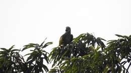 Image of Orange-winged Amazon