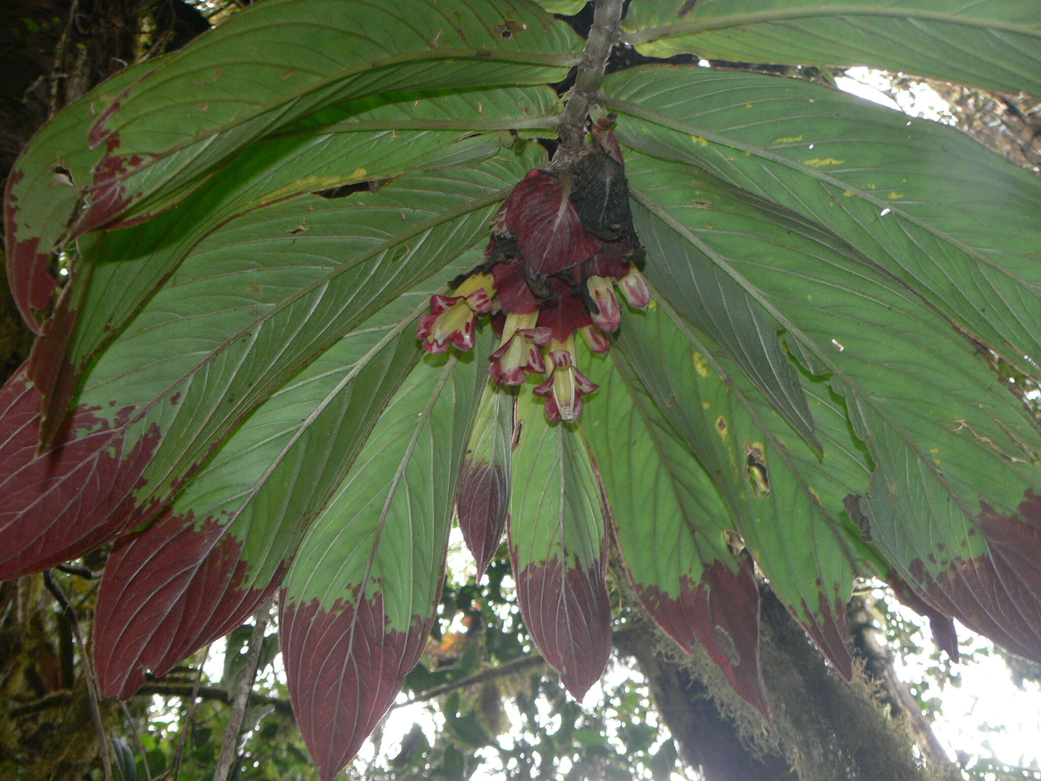 Image of Columnea medicinalis (Wiehler) L. E. Skog & L. P. Kvist