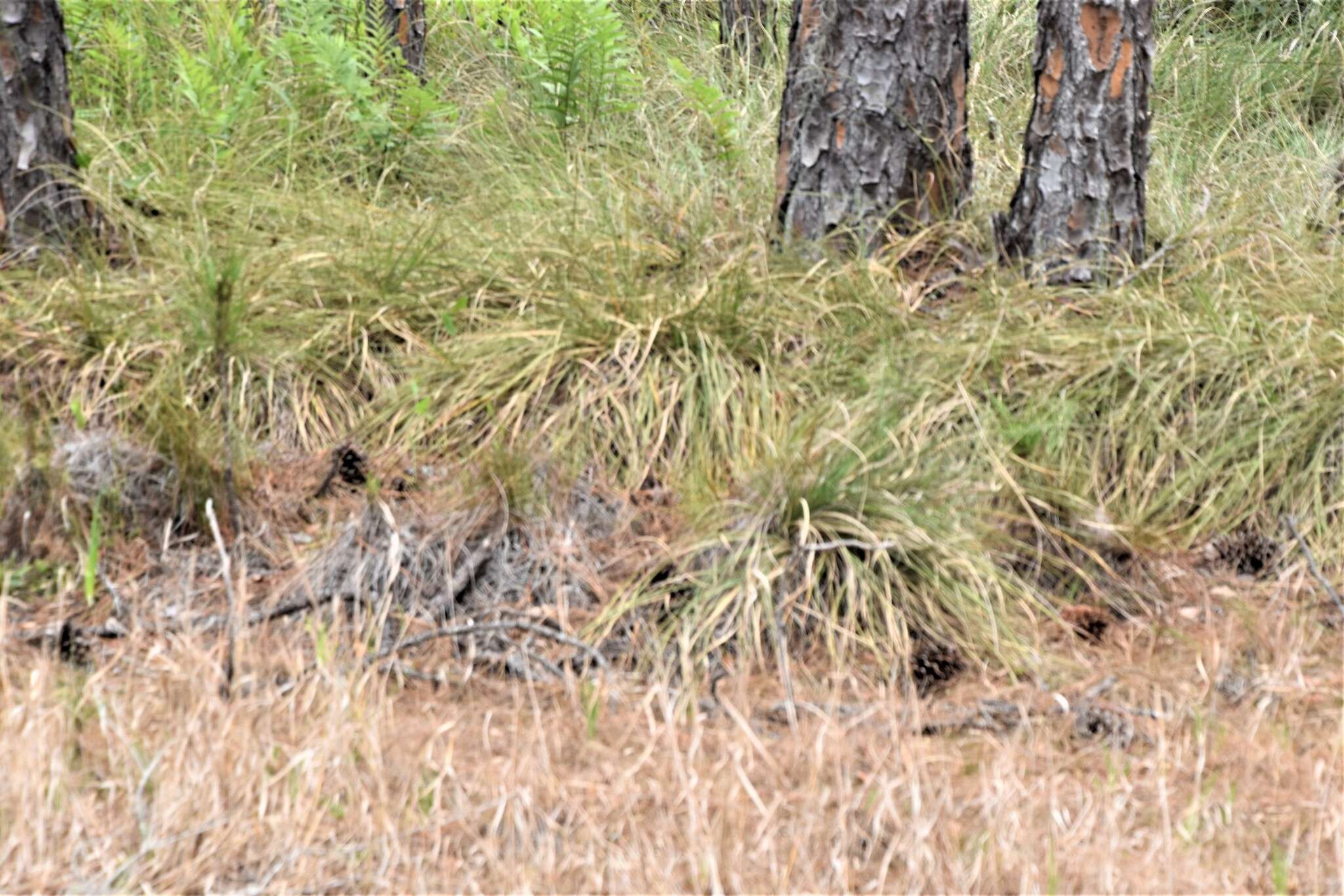 Слика од Coleataenia longifolia (Torr.) Soreng