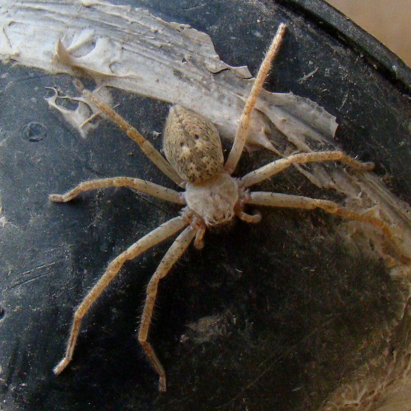 Image of Olios sericeus (Kroneberg 1875)