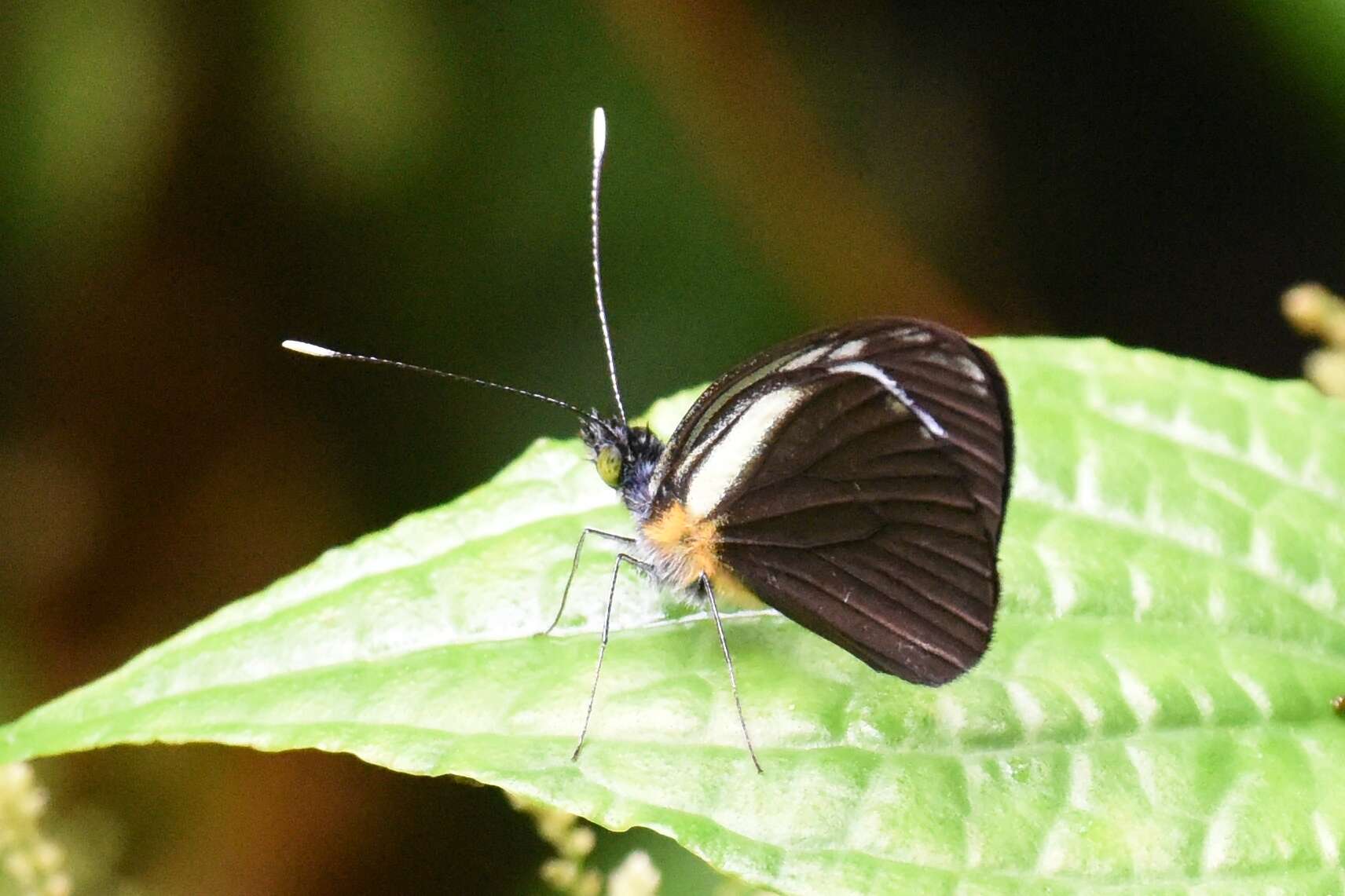 Image of Leptophobia cinerea (Hewitson 1867)