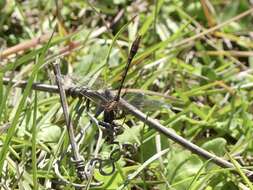 Image of Cypress Clubtail