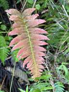 Sivun Blechnum occidentale L. kuva