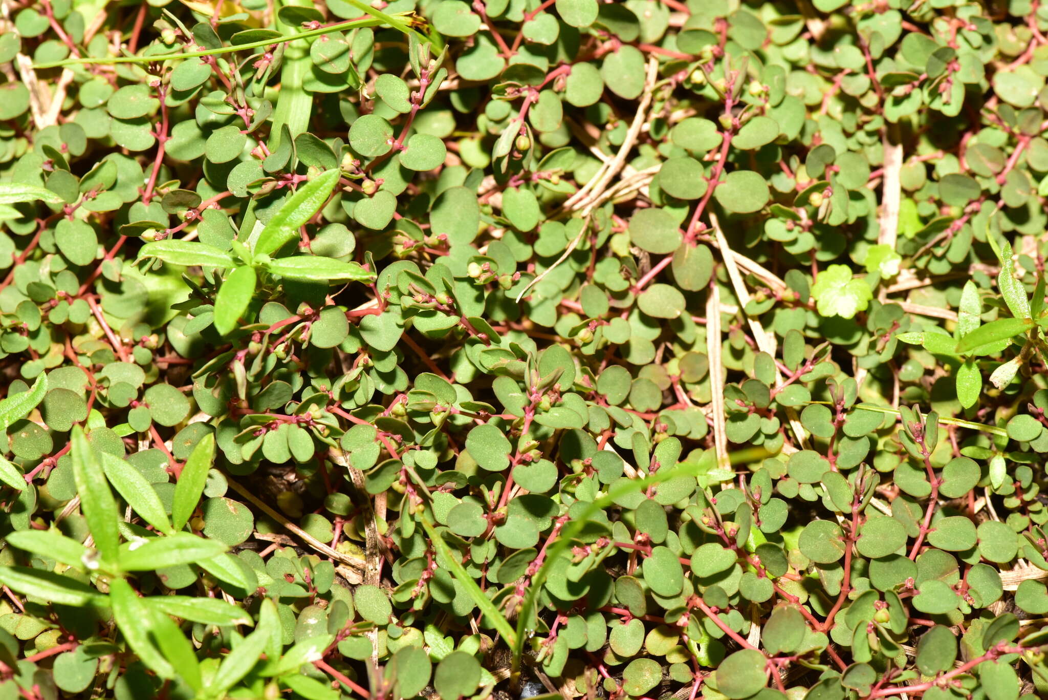 Image of Euphorbia makinoi Hayata