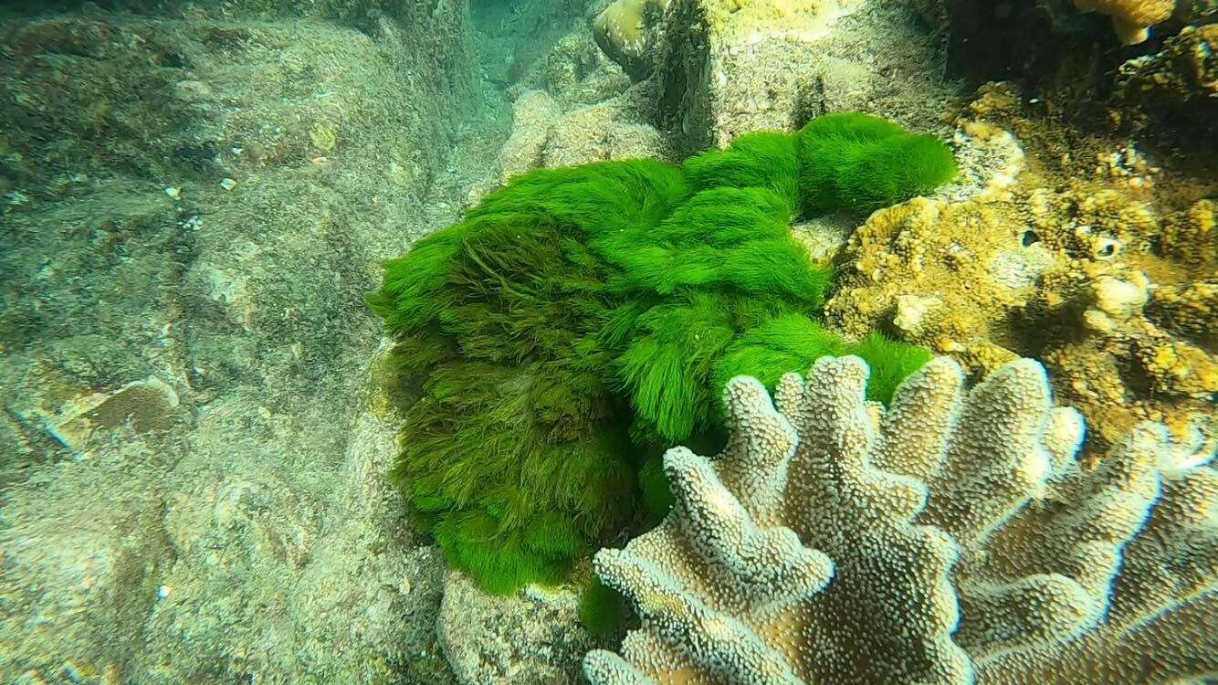 Image of Green Hair Algae